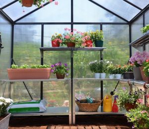 Inside view of the Palram Glory greenhouse.