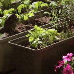 Growing Your Own Herbs At Home