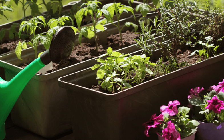 Growing Your Own Herbs At Home