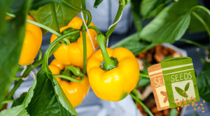 A yellow bell pepper plant growing sweet peppers inside a greenhouse.