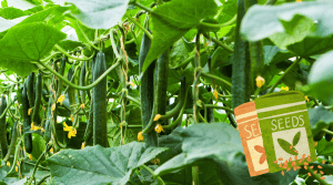 A row of cucumber plants with cucumbers hanging down.