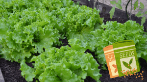 Lettuce being grown in a raised bed, with an icon of a packet of lettuce seeds.