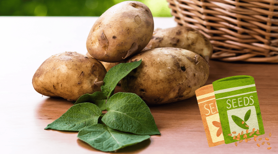 A pile of potatoes that have been picked off a potato plant.