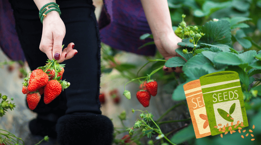 Strawberries being grown inside a greenhouse and being picked.