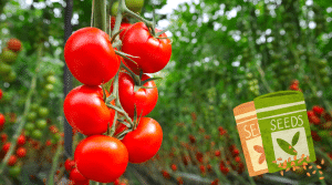 Tomatoes growing inside a greenhouse.