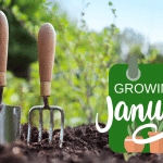What To Grow From Seed In January