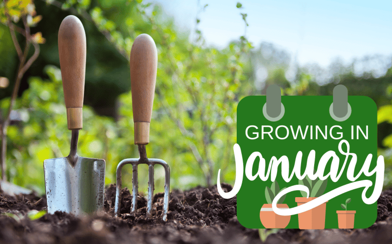 What To Grow From Seed In January