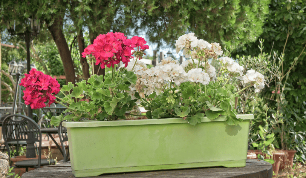 Creating Your Own Container Garden 2