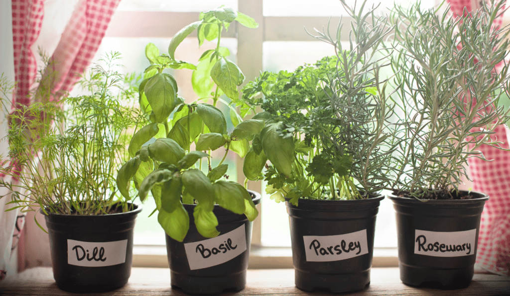 Growing Your Own Herbs At Home