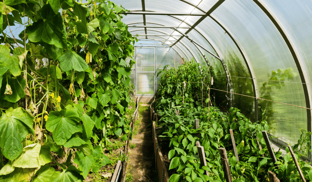 How Do Greenhouses Actually Work