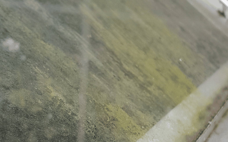 How To Prevent Algae On A Greenhouse