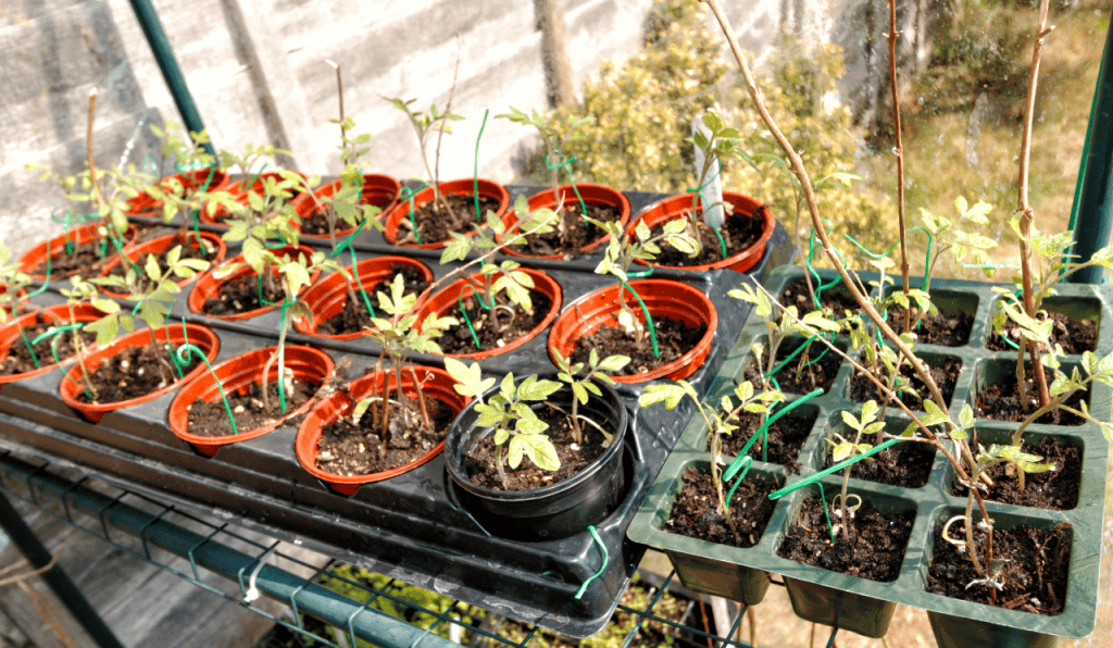 Maximising Space & Yield In A Small Greenhouse