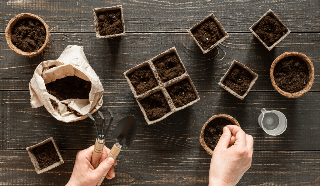Sowing seeds into pots in January.