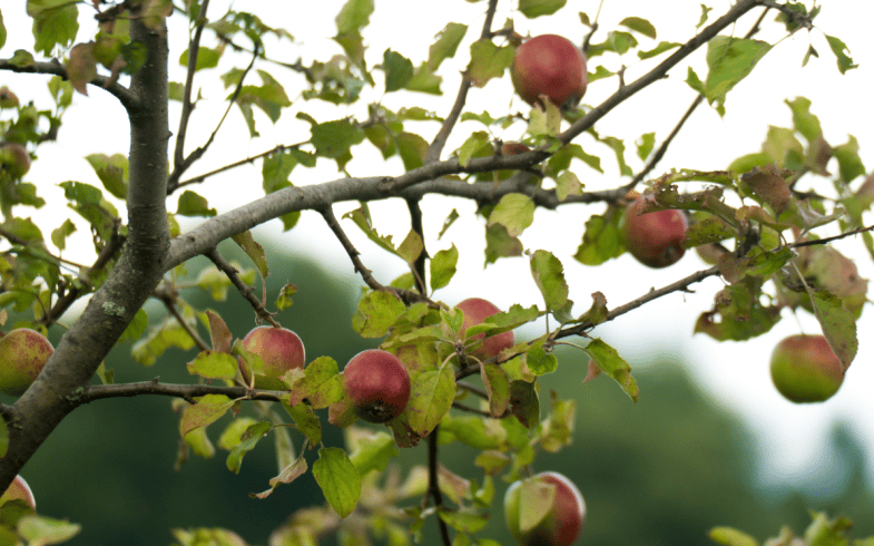 Which Apple Tree Variety To Start With