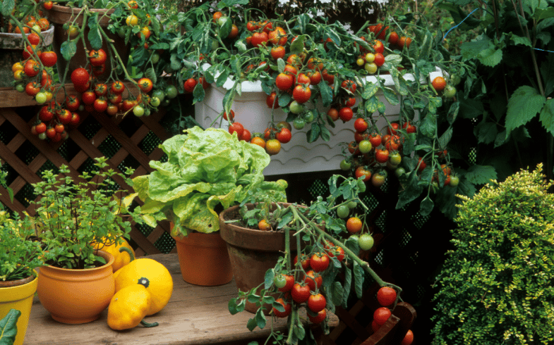 The Different Forms Of Vegetable Growing