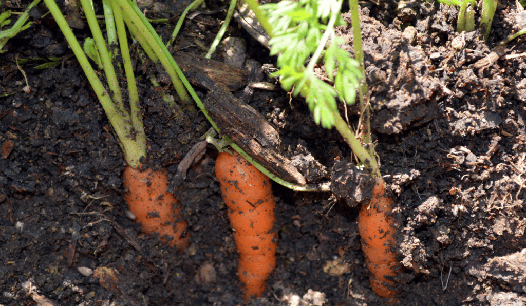 Top 5 Winter Crops to Grow in Your Greenhouse