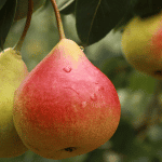 Top Tips For Looking After A Fruit Tree