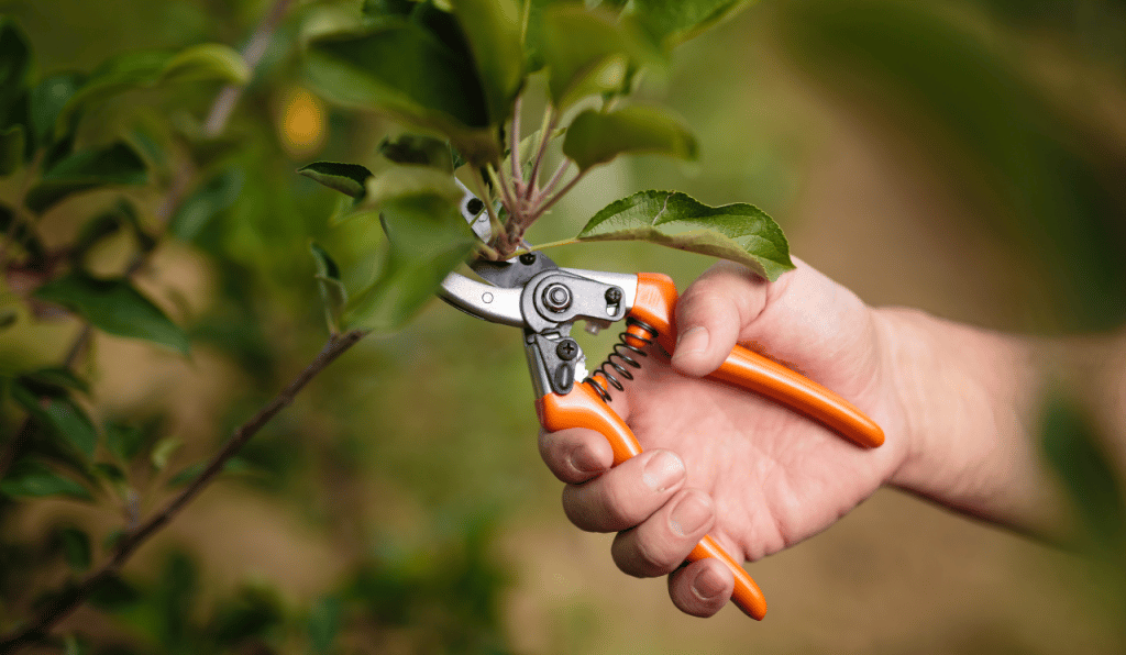 Top Tips For Looking After A Fruit Tree
