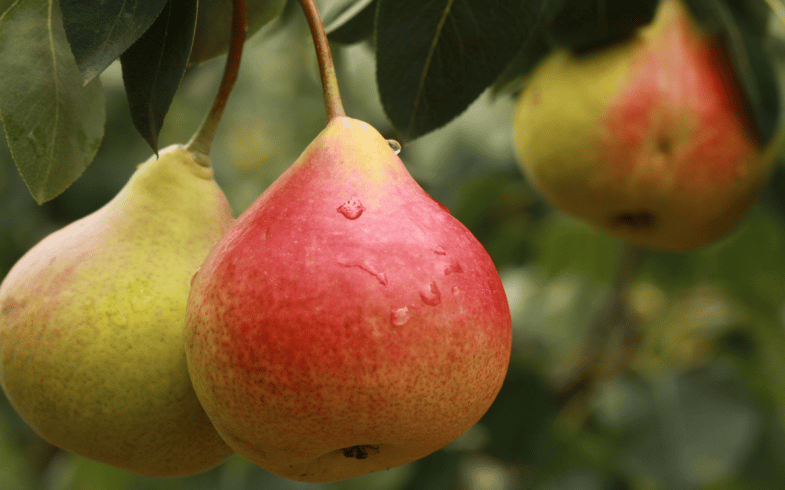 Top Tips For Looking After A Fruit Tree