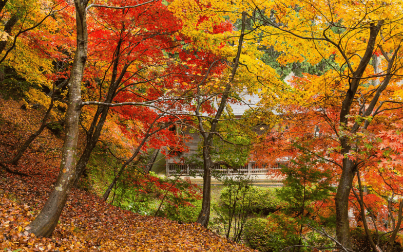 5 Top Tips For Preparing The Garden For Autumn