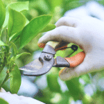 Top Tips For Pruning The Trees In Your Garden