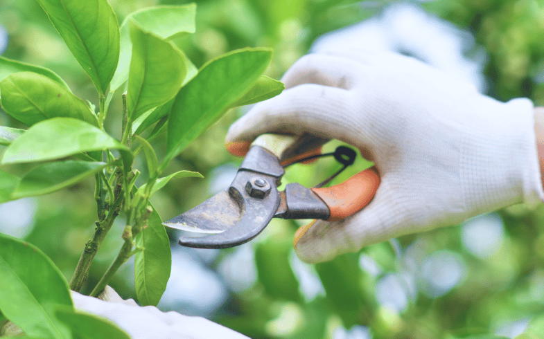 Top Tips For Pruning The Trees In Your Garden