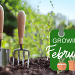 What To Grow From Seed In February