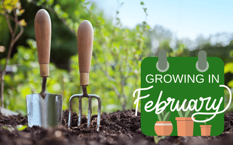 What To Grow From Seed In February