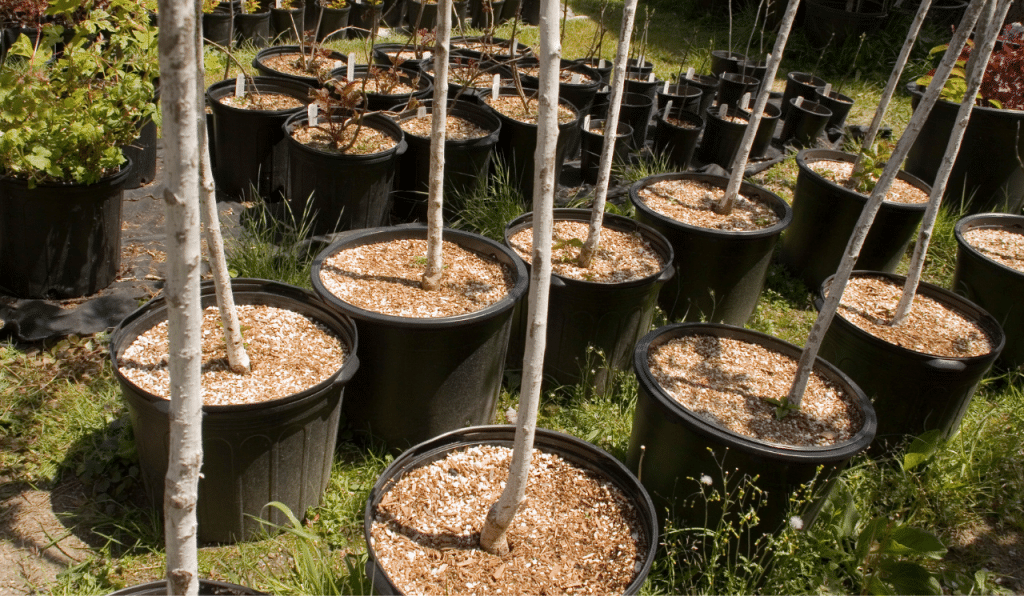 A row of dwarf fruit trees being grown in black plastic posts.