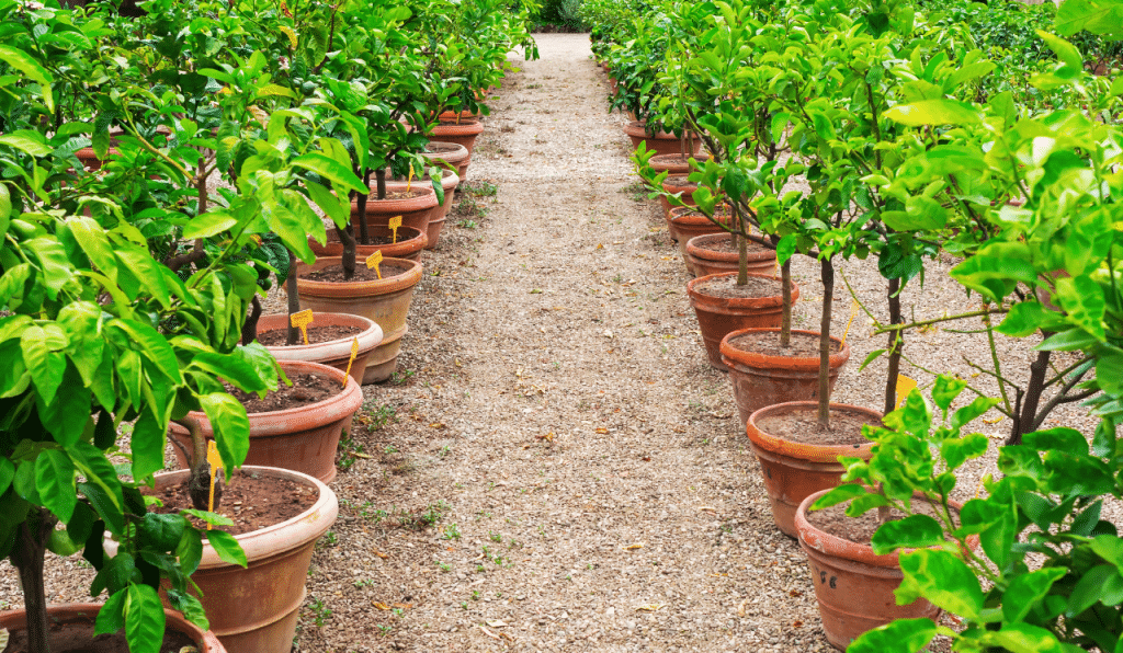 A row of dwarf fruit trees in pots, in a garden setting.