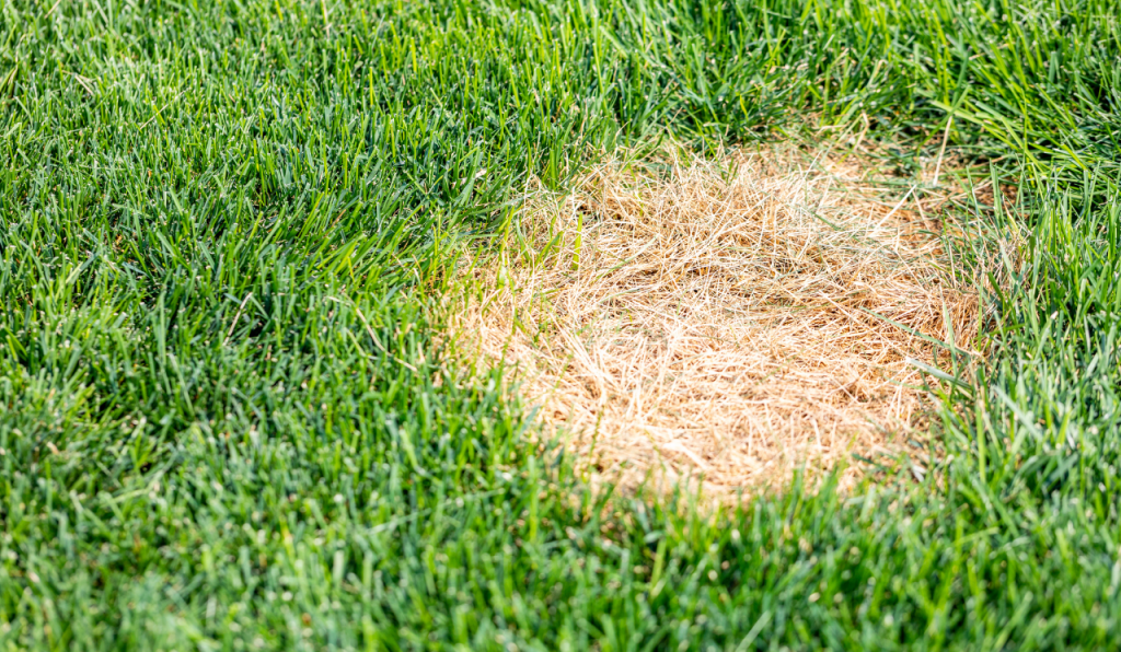 How To Fix Bare Patches & Brown Spots In Your Grass Lawn Brown Spots