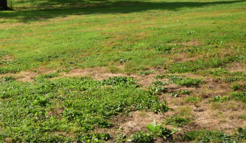 How To Fix Bare Patches & Brown Spots In Your Grass Lawn: Bare Lawn