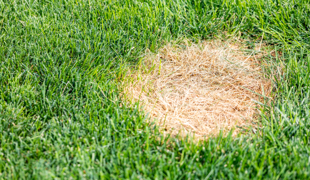 Top Tips For A Thicker & Greener Grass Lawn: Brown Patches