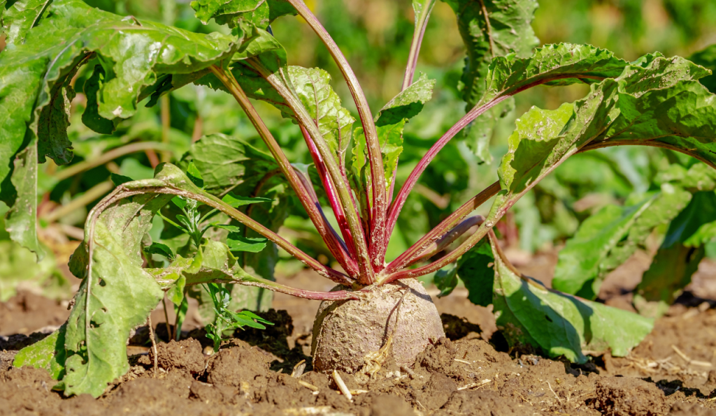 What To Grow From Seed In April Beetroot