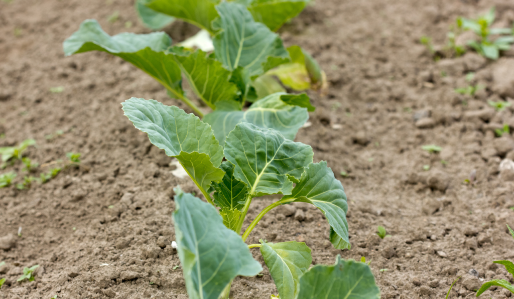 What To Grow From Seed In May? Cabbage