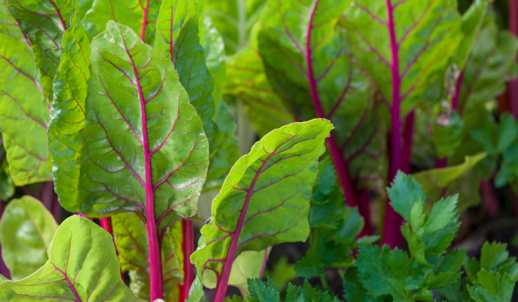 What To Grow From Seed In May? Chard