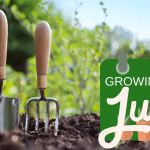 What To Grow From Seed In June
