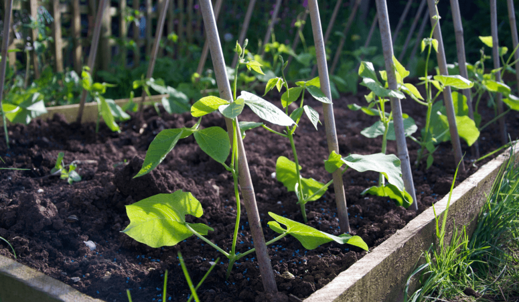 Runner beans being grown in a garden, inside a raised bed.