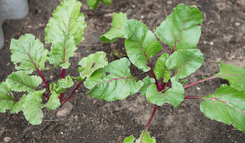 A couple of beetroot plants growing in a raised bed in a garden.