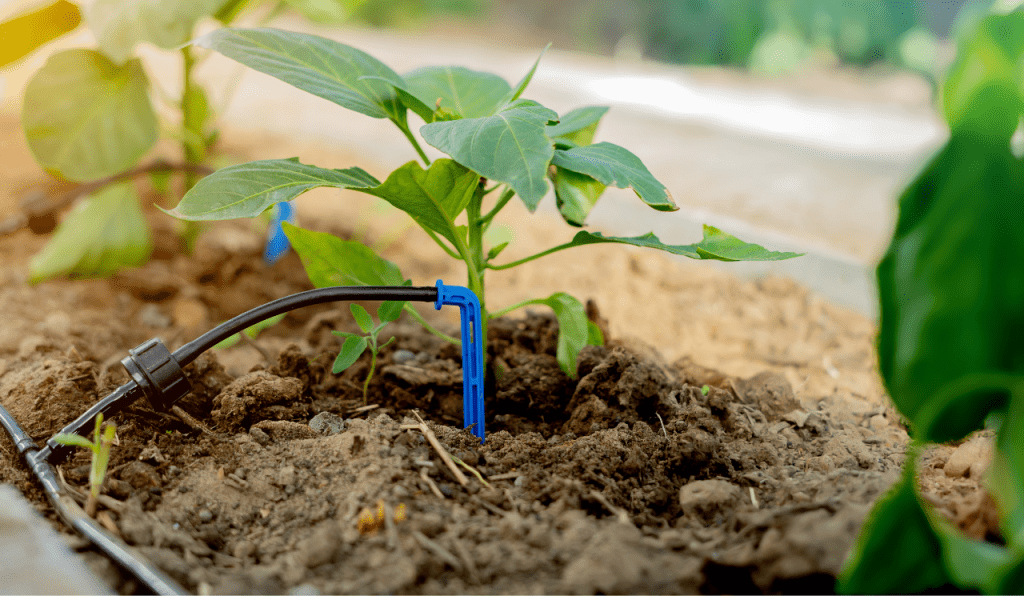 A drip irrigation dripper placed inside a plant bed inside a greenhouse.