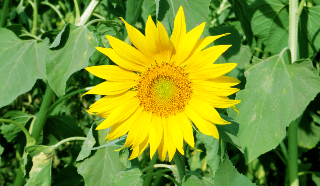 A yellow sunflower plant growing in a garden.