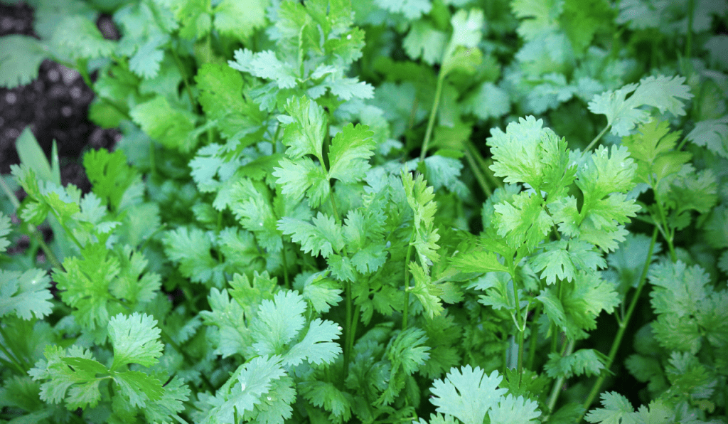 Cilantro herb plants growing inside a raised bed in an English garden.