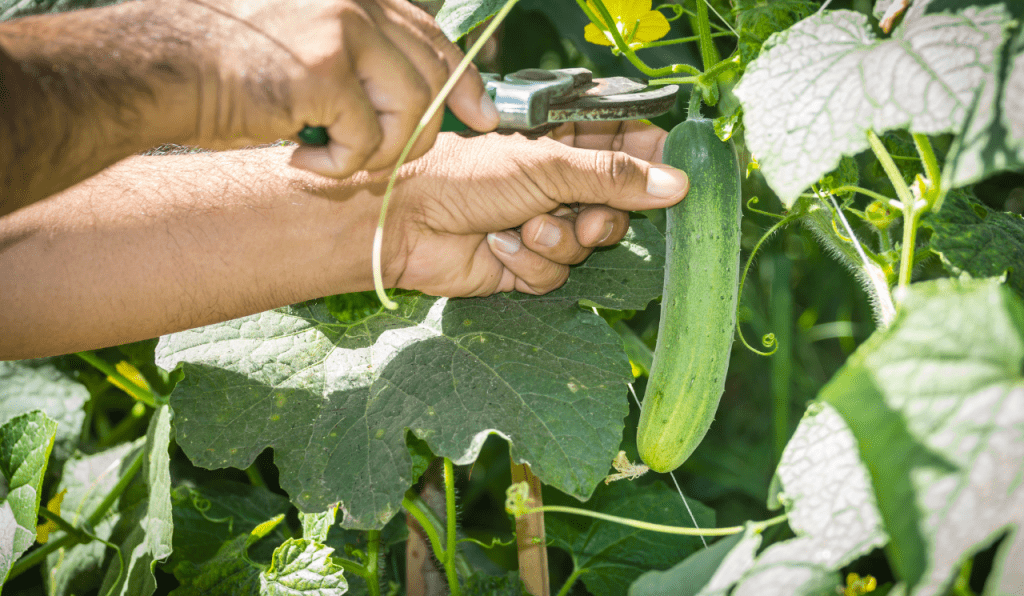 Cucumbers growing on a cucumber plant.
