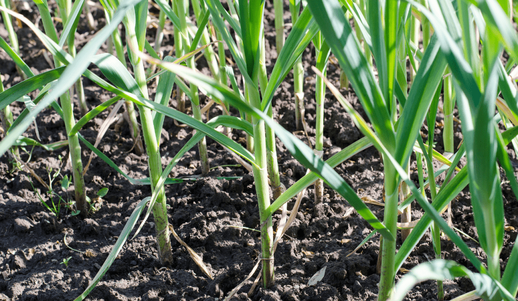 Garlic plants growing inside a raised bed in an English garden.