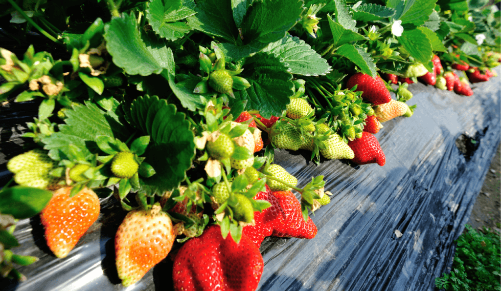 Strawberry plants growing in a raised timber plant bed.