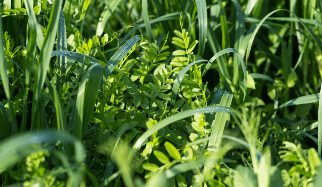 Vetch and oats green manure crops growing in a garden bed.