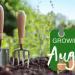 What To Grow From Seed In August