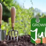 What To Grow From Seed In July