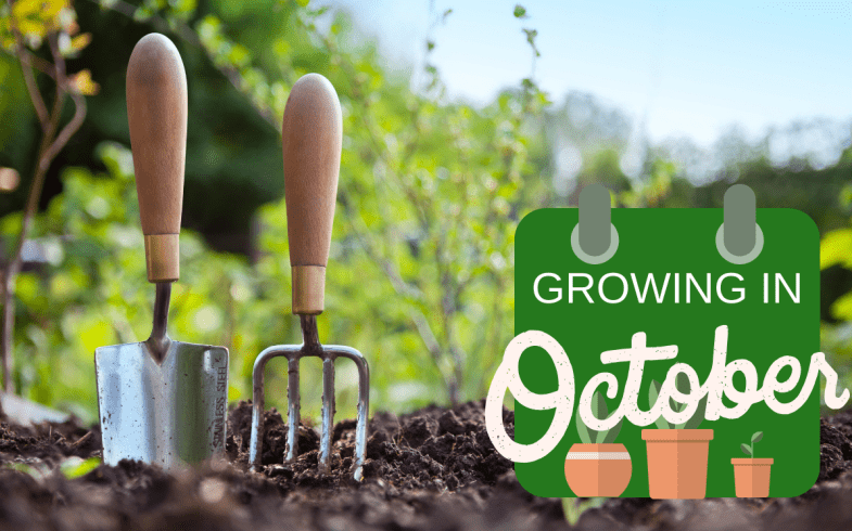 What To Grow From Seed In October
