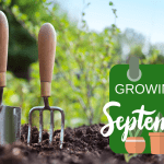 What To Grow From Seed In September